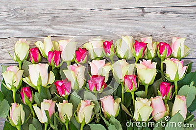 Bordure of pink and white roses on a light gray background Stock Photo