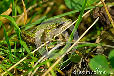 Boreal Chorus Frog - Pseudacris maculata Stock Photo