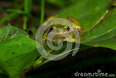 Boreal Chorus Frog - Pseudacris maculata Stock Photo