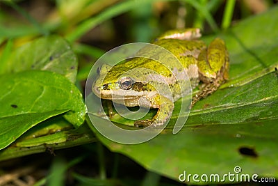 Boreal Chorus Frog - Pseudacris maculata Stock Photo