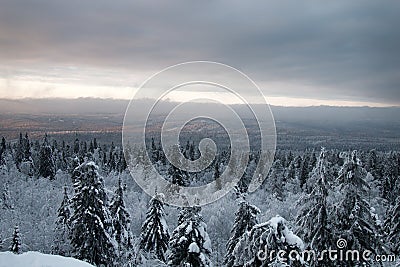 Boreal coniferous forest. Top view Stock Photo