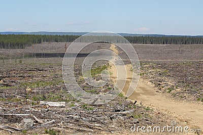 Boreal forest cut block Stock Photo