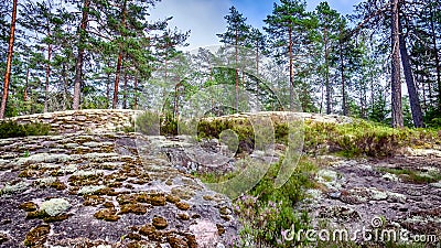 Boreal forest scenery at Teijo national park in Finland Stock Photo