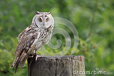 Boreal owl Stock Photo