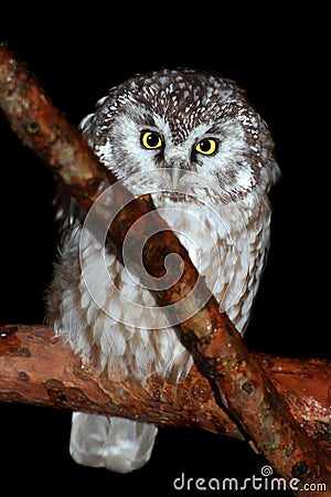 Boreal owl Stock Photo