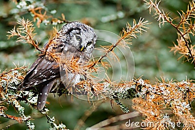 Boreal owl Stock Photo