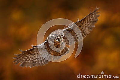 Boreal owl, Aegolius funereus, in the orange larch autumn forest in central Europe, detail portrait in the nature habitat, Czech Stock Photo