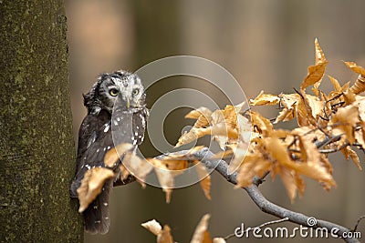 Boreal Owl Stock Photo