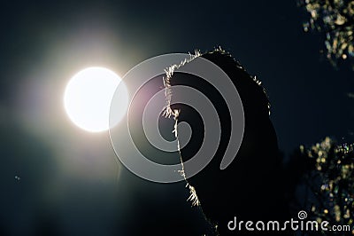 Boreal owl contour in night Stock Photo