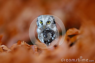 Boreal owl in the orange larch autumn forest in central Europe, detail portrait in the nature habitat, Czech Republic Stock Photo