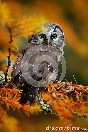 Boreal owl in the orange larch autumn forest in central Europe Stock Photo