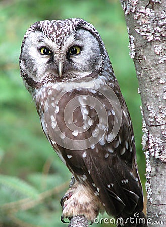 Boreal owl roosting Stock Photo