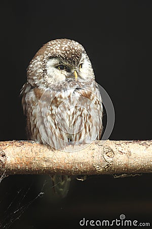 Boreal owl Stock Photo