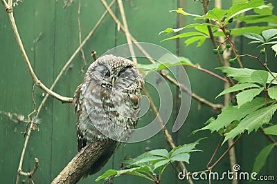 Boreal owl Stock Photo