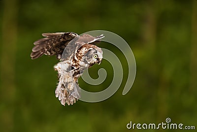 Boreal owl or Tengmalm`s owl Aegolius funereus wants to land in the forest Stock Photo