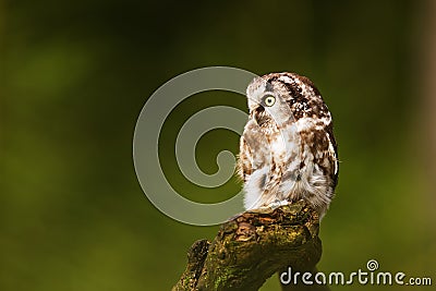 Female boreal owl or Tengmalm`s owl Aegolius funereus resting on an old tree stump Stock Photo