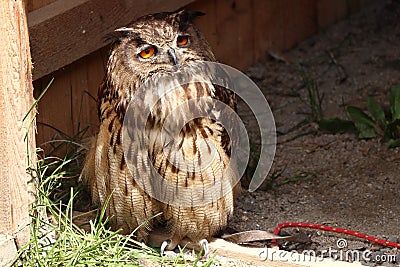 A bored Eurasian eagle-owl sitting near wooden in park Stock Photo