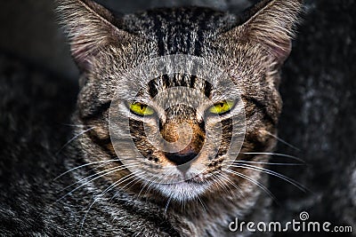 Bored face of a cat Stock Photo