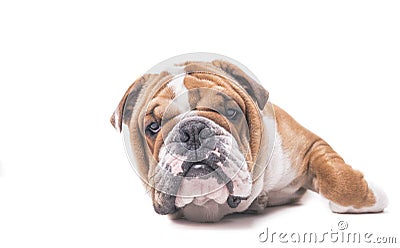 Bored face of English bulldog Stock Photo
