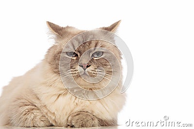Funny bored grey cat with blue eyes lying Stock Photo