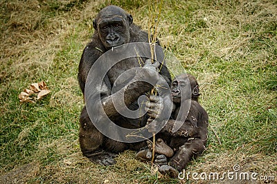 Bored mama gorilla with baby, Calgary ZOO Stock Photo