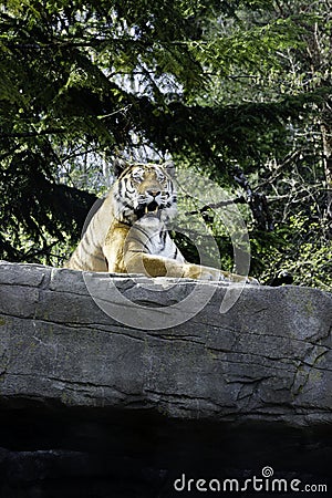 Bored tiger in a park Stock Photo