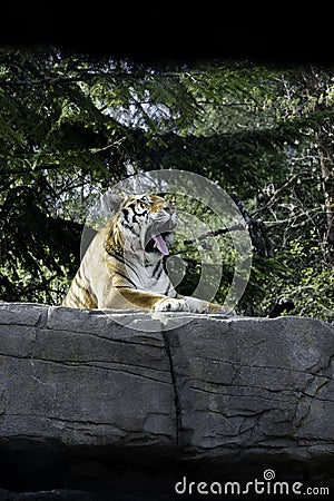 Bored tiger yawns Stock Photo