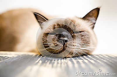 Bored and tired cat Stock Photo