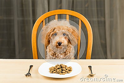 A bored and uninterested Poodle puppy with a plate of kibbles on the table Stock Photo