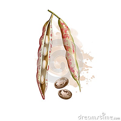 Borlotti bean. Digital art illustration of cranberry beans, Roman saluggia rosecoco bean. Phaseolus vulgaris. Organic Cartoon Illustration