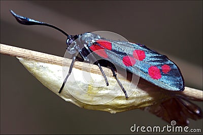 Born wild Zygaenidae Stock Photo