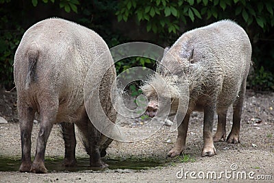 Bornean bearded pig Sus barbatus Stock Photo