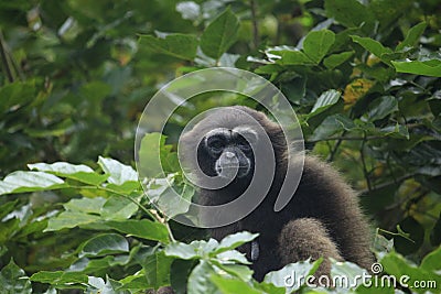 Bornean gibbon Stock Photo