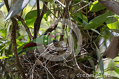 Bornean Green Magpie bird feeding food to baby bird on bird nest Stock Photo