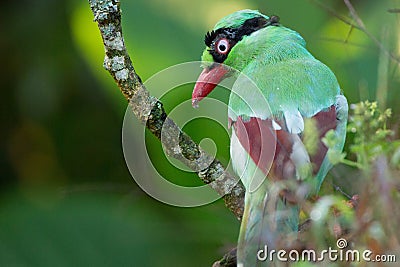 The Bornean green magpie is a passerine bird in the crow family, Corvidae.. Stock Photo