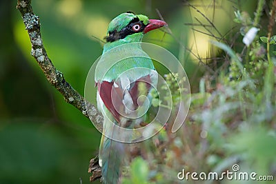 The Bornean green magpie is a passerine bird in the crow family, Corvidae.. Stock Photo