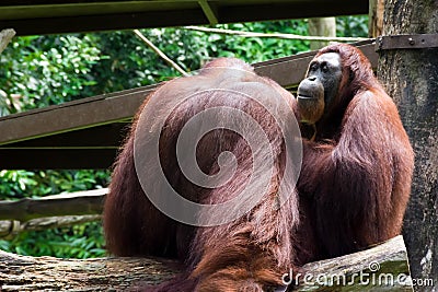 The Bornean orangutan differs in appearance from the Sumatran or Stock Photo