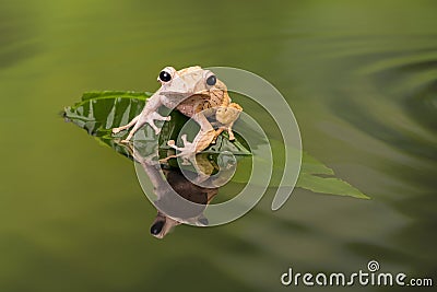 Borneo Eared Tree Frog in rippled water Stock Photo