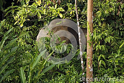 Borneo Elephant in Vegatation Stock Photo