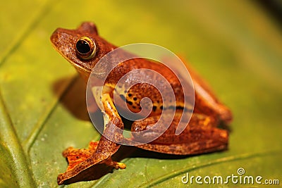 Borneo - Harlequin flying treefrog III Stock Photo