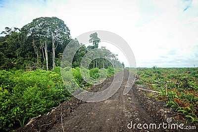 Borneo Jungle, rainforest in Tanjung Puting National Park Stock Photo