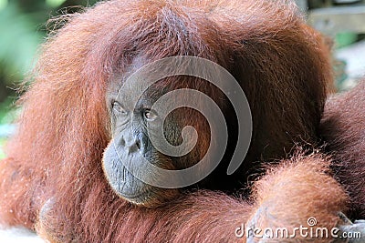 Borneo-Orang-Utan Pongo pygmaeus - Semenggoh Borneo Malaysia Asia Stock Photo