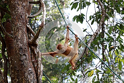 Borneo-Orang-Utan Pongo pygmaeus - Semenggoh Borneo Malaysia Asia Stock Photo
