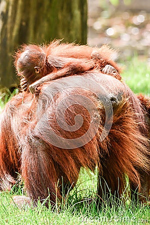 Borneo orangutans, mother and his baby playing Stock Photo