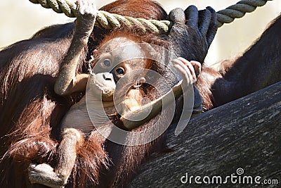 Borneo orangutans, mother and his baby playing Stock Photo
