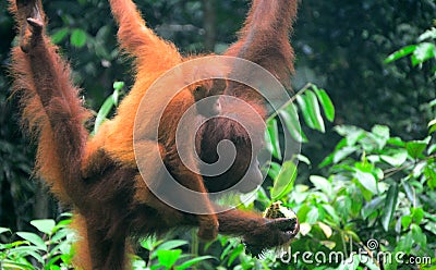 Borneo orangutans, Semenggoh, Sarawak, Malaysia Stock Photo