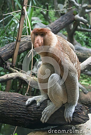 Borneo Proboscis Monkey Stock Photo