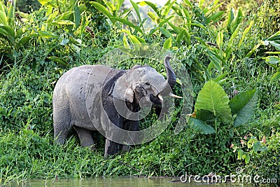 Borneo pygmy elephants Elephas maximus borneensis - Borneo Malaysia Asia Stock Photo