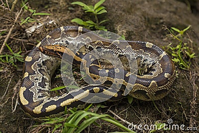 Borneo short-tailed blood python snake Python curtus breitensteini Stock Photo