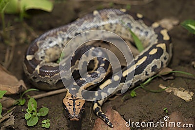 Borneo short-tailed blood python snake Python curtus breitensteini Stock Photo